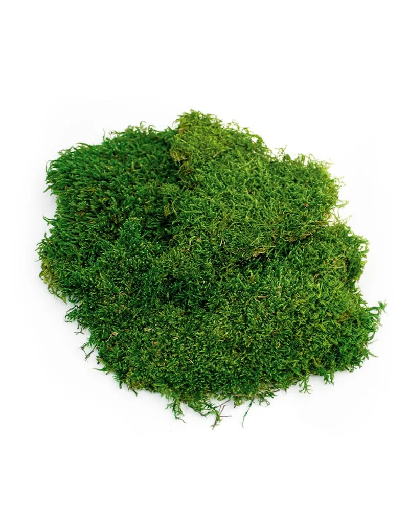 Green Preserved Sheet Moss